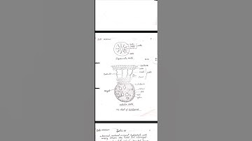 B.Sc. Biology(NEP) Sem-4II Botany Practical File II Ecology and Environment