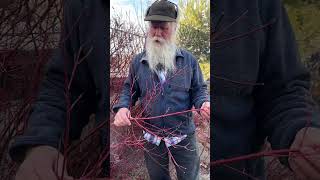 Recommended Plants - Red Twig Dogwood #garden #landscaping #plants #education #recommended