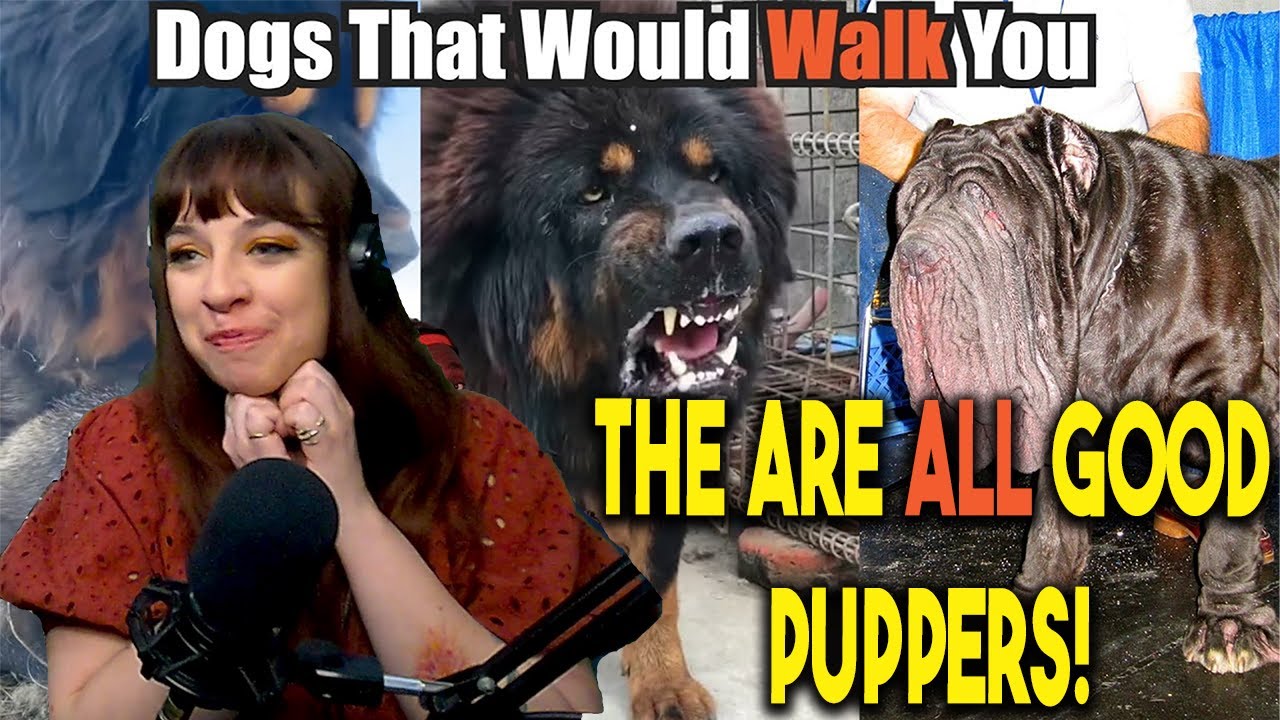 *They are ALL very good puppers!* Dogs That Will Send You to DOG Backwards-Casual Geographic