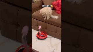 Smart cats😊 #popular #cat #trending #viral #popular