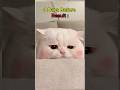 Result day Tensions #shorts #funny #cat
