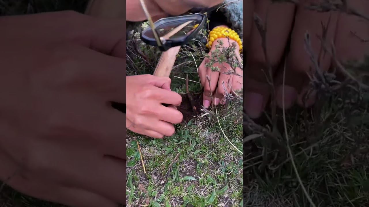 Cordyceps sinensis, a specialty of Xizang