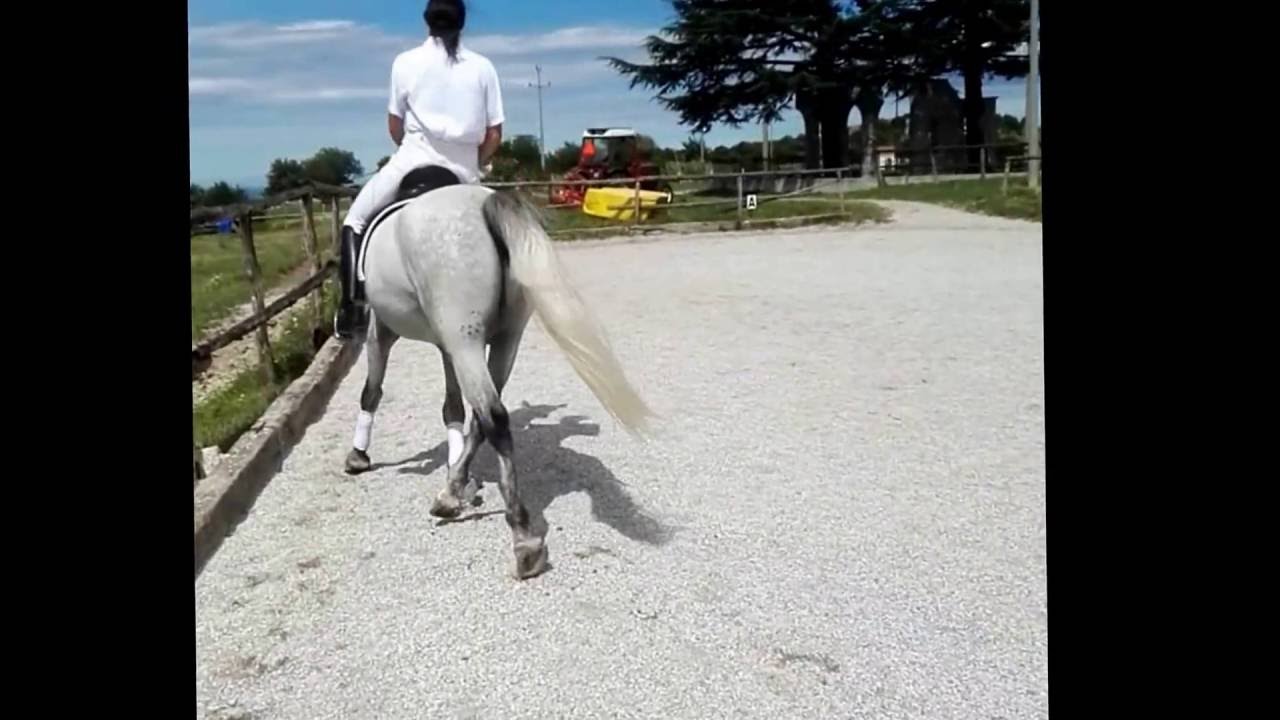 Siglavy Capra XIX / Lipizzanerwallach zum Verkauf