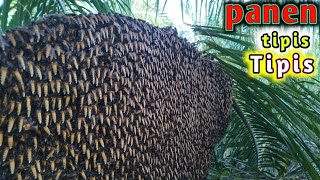 Harvesting palm acacia honey #apisdorsata #harvest #honey #forest #nature #wild #riau #bee #honey...