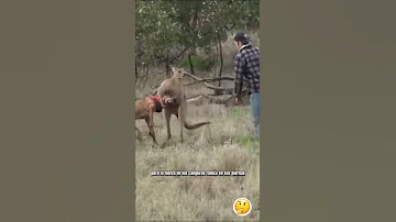 ¿Puede un humano vencer a un canguro en una pelea?