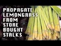 How to Propagate Lemongrass from Store Bought Stalks