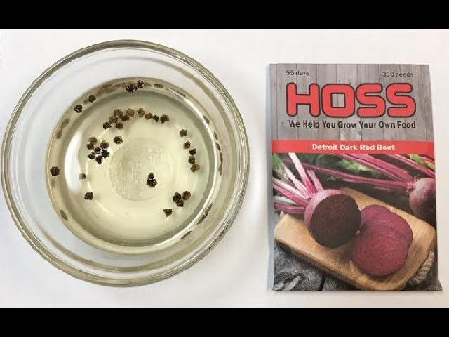 #158 To Soak Or Not To Soak - Planting Beets, Part 2