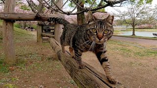とにかく付いてくる野良猫　可愛過ぎる