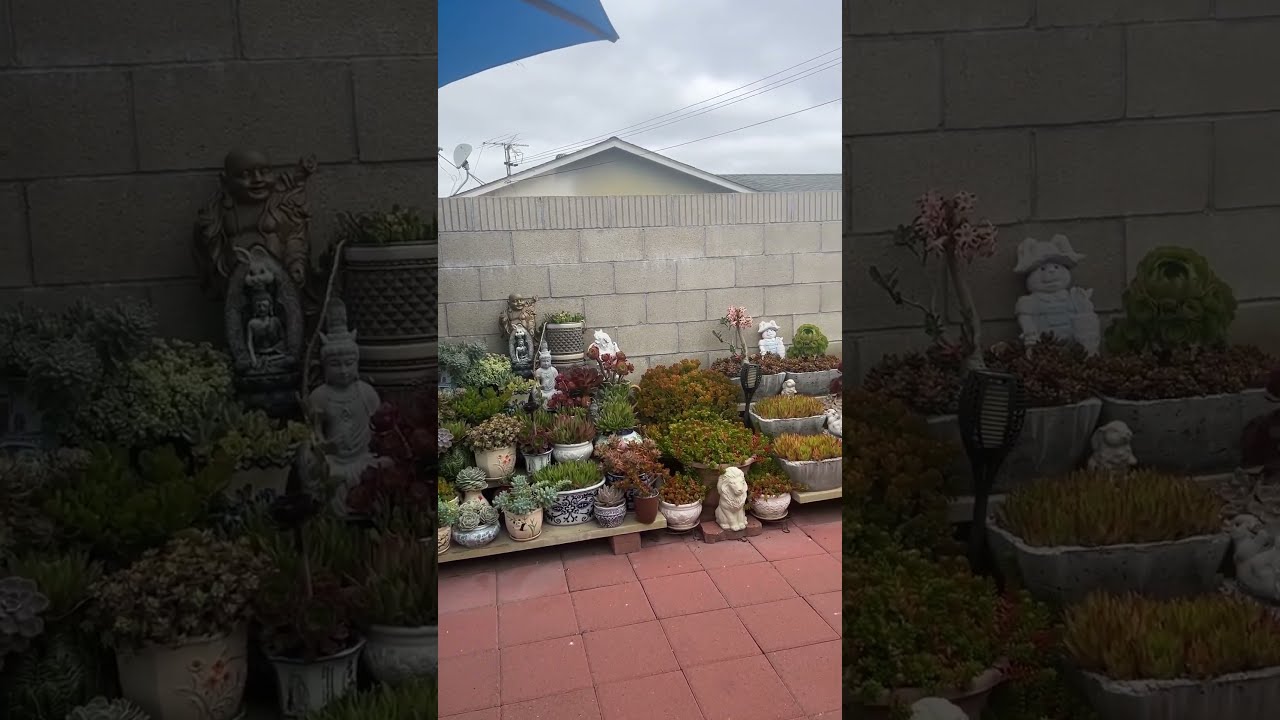 A New Day In My Garden