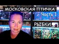 Московская птичка. Большое путешествие. Часть 1. Рыбки