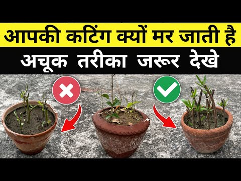 वीडियो: मुझे मर्टल कब काटना चाहिए?