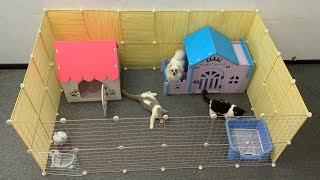 DIY  How To Make Wooden House for Pomeranian Poodle dog & USA cats  Mr Pet Family #2