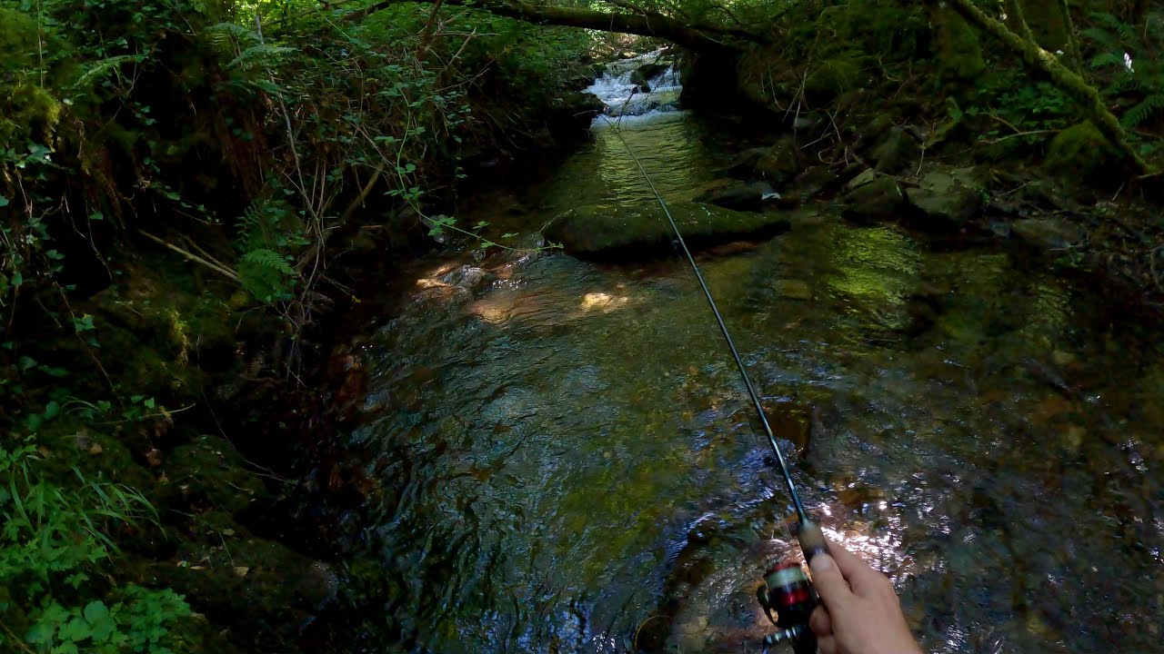 Jornada de pesca en el nacimiento de un río ( pesca , naturaleza , aventura )