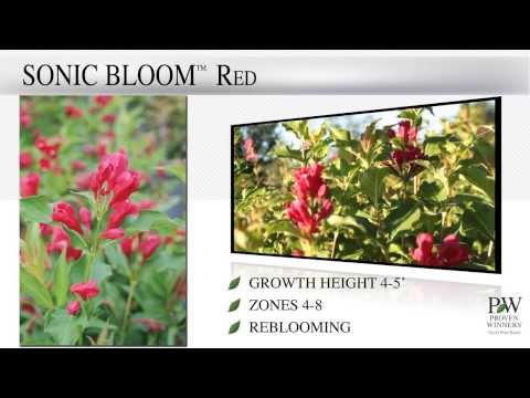 Proven Winners® Retailer Channel: Weigela Sonic Bloom™ Series