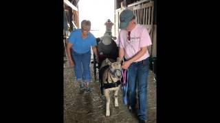 Andy's First Drive With A Sheep Cart