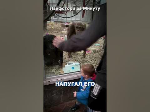 ШОКИРОВАЛ приматов - YouTube