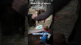ШОКИРОВАЛ приматов