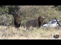 Massive Lion Pride - Caring, Loving, Hunting And Entertaining Tourists