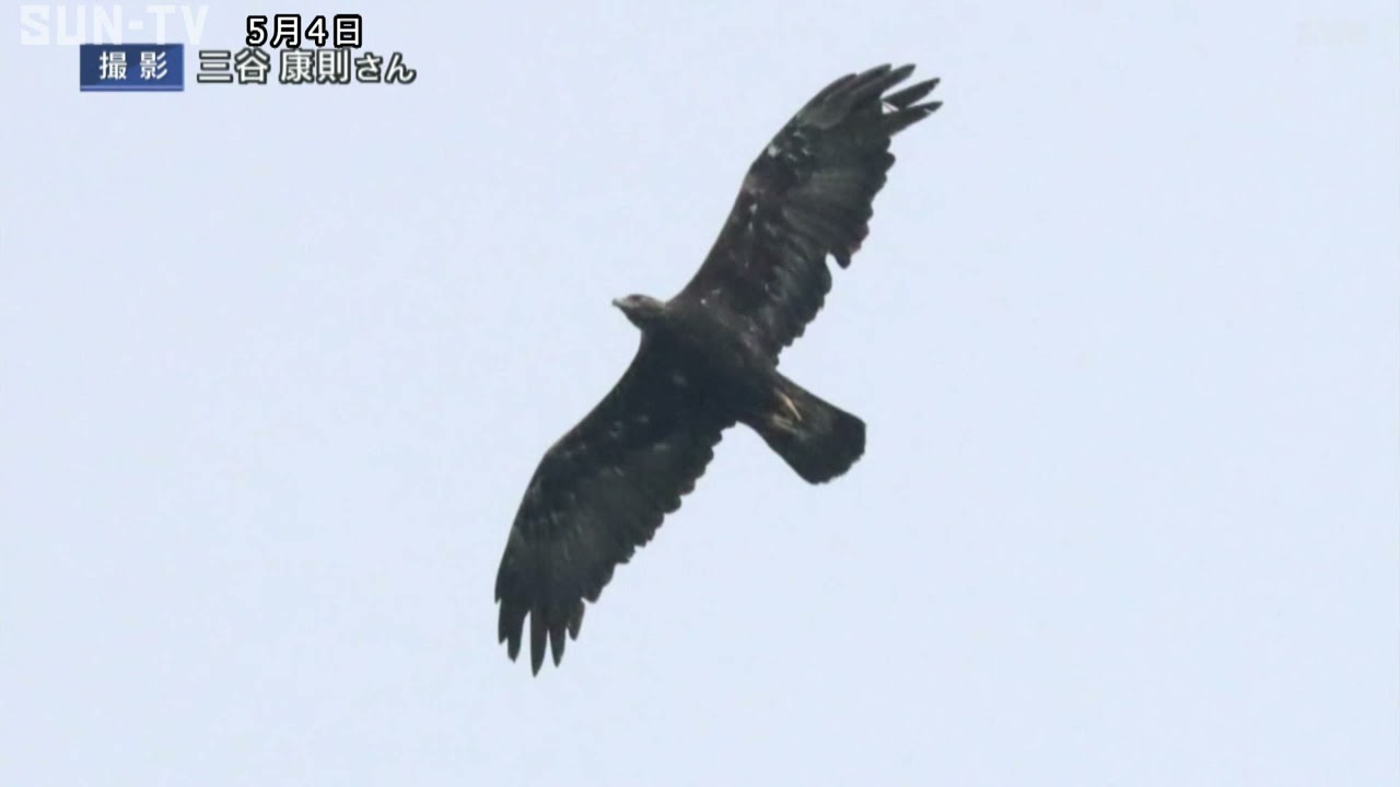 ☆お値下げ☆【稀少】マイセン  プラーク  イヌワシ 兵庫で16年ぶりひな誕生 専門家「イヌワシ死んだ可能性高い」 - YouTube