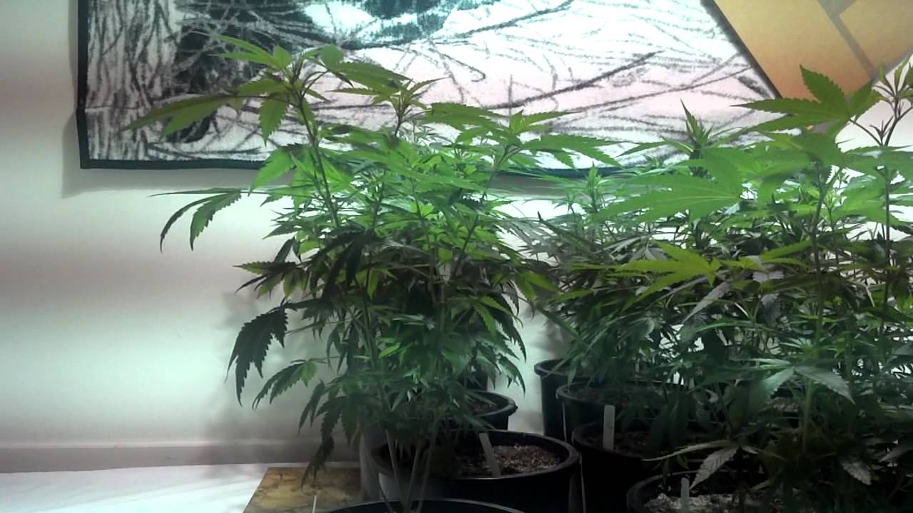 FARMERJOHN TGA CONTEST WINNERS!