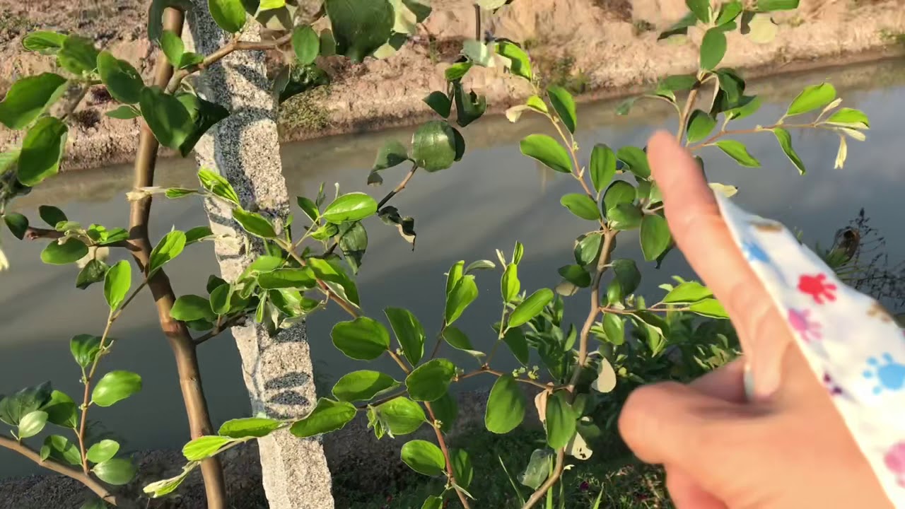 Cách trồng táo, tỉa cành tạo tán táo đại trên đất đồng tháp