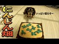 にんじん畑プレゼントしたら本能めざめたwww【嗅覚全開】