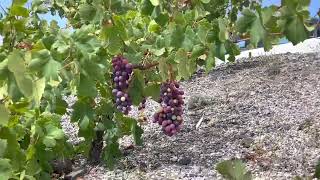 The Waterless G Vines Of Santorini And The Islands Biggest Winery.