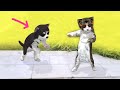 Cat and dog dancing