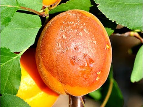 Vidéo: Comment Reconnaître Les Maladies De L'abricot ?