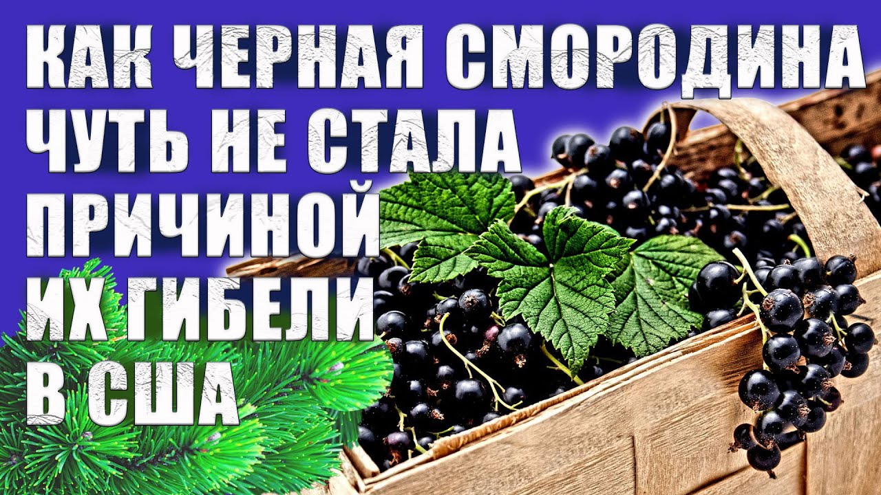 Против черной смородины. Черная смородина в США. В США запретили черную смородину. Семена смородины. Смородина под шинами.