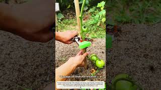 Fastest Tomato Tying Machine Tool Ever! 🍅🦾