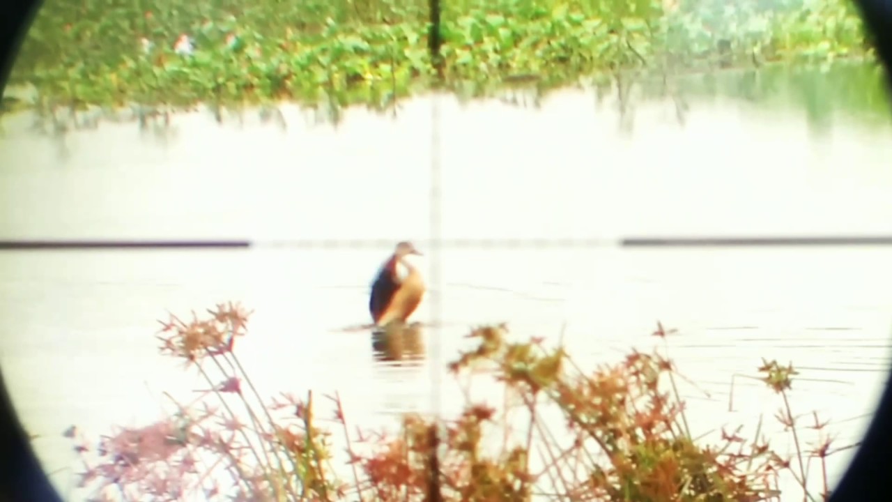 Berburu Belibis Amatir By Raz Ade