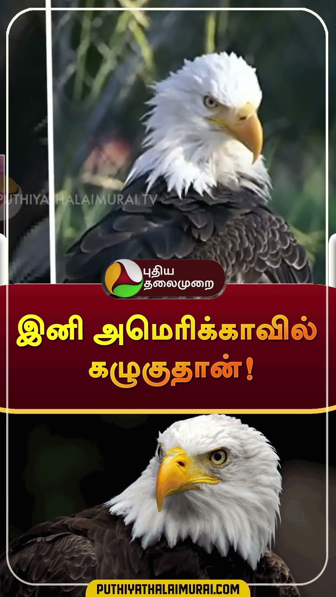 இனி அமெரிக்காவில் கழுகுதான்! | #shorts | #eagle | #america | #nationalbird