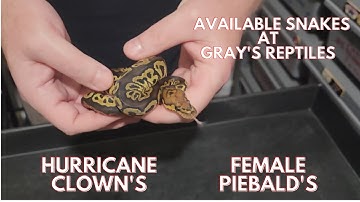 Available Snakes At Grays Reptiles Including Hurricane Clowns