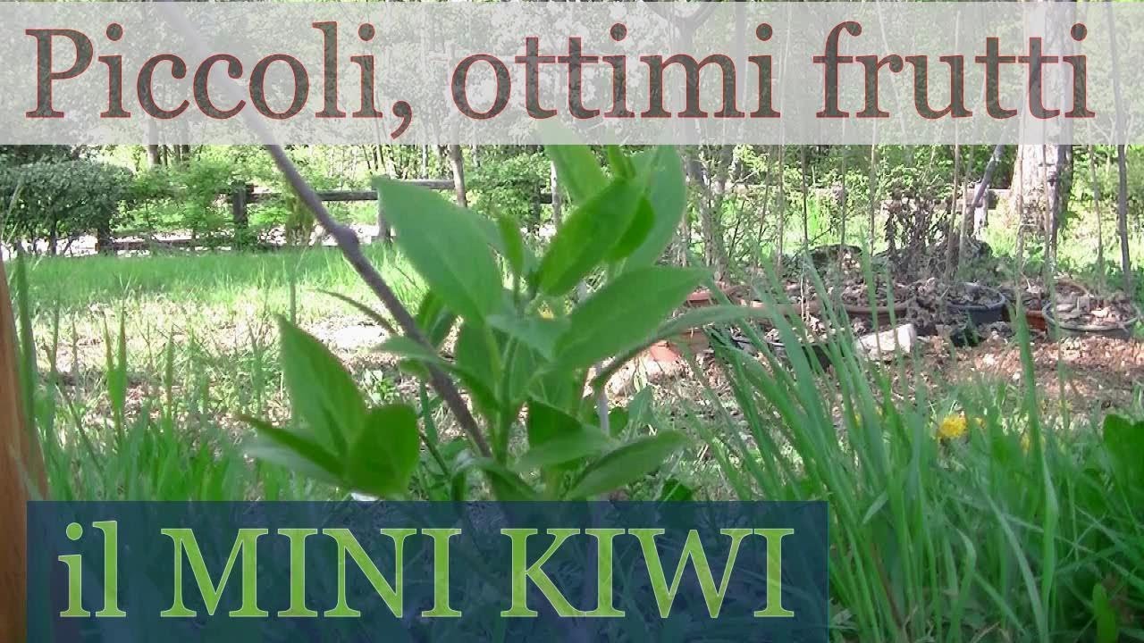 Messa a dimora del mini Kiwi ( Nergi )