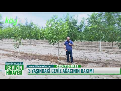 3 Yaşındaki Ceviz Ağacının Bakımı Nasıl Yapılır?