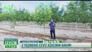 3 Yaşındaki Ceviz Ağacının Bakımı Nasıl Yapılır?