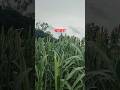 kisanlife #nature