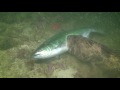 Salmon fights lingcod while diving vancouver island