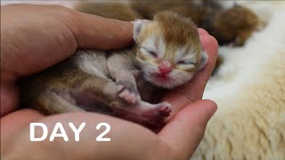 Deep Sleep And Fight - Day 2 Perikızı Den