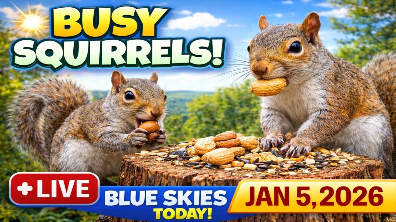 Nothing But Blue Skies & Busy Squirrels 🌤️ | Live Stump Cam | Jan 5, 2026
