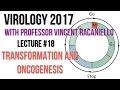 Virology Lectures 2017 #18: Transformation and Oncogenesis