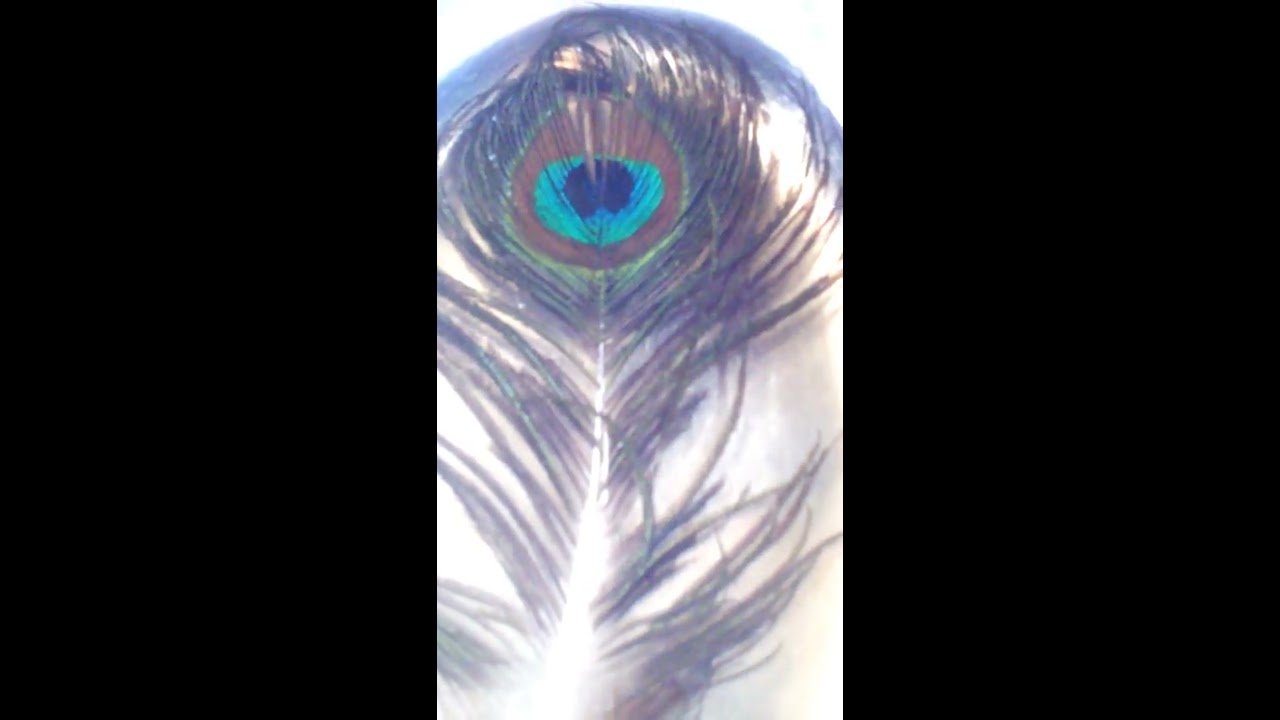 Fake Peacock Feather YouTube