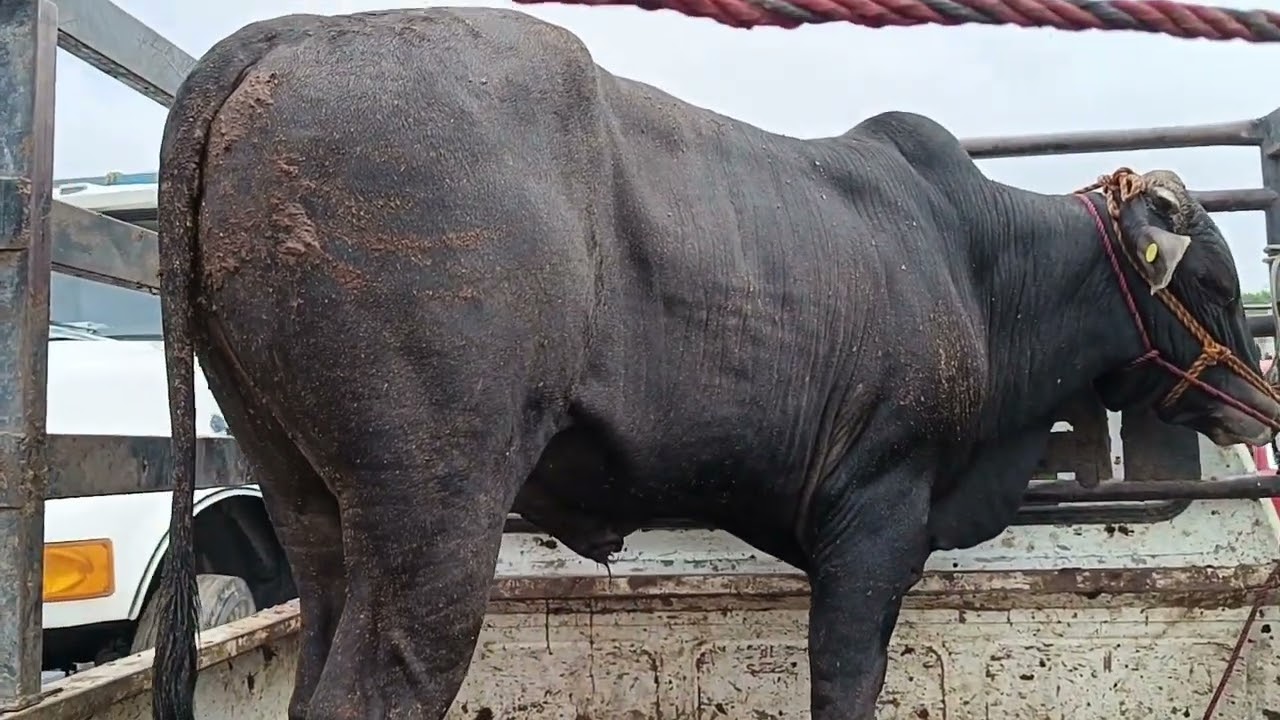 Tianguis de ganado estado de Morelos