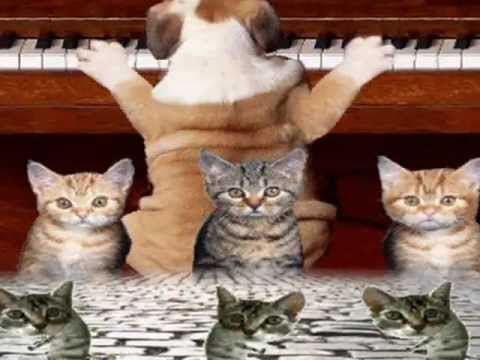 КОТАРАНИ