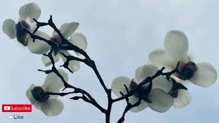 Van Halen  Jump  1 Hour 