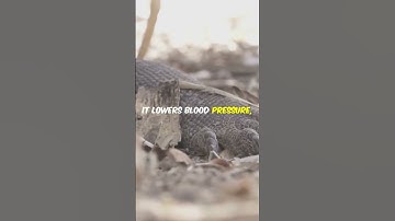 The Venomous Secret of the Komodo Dragon