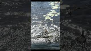 Ta ra ra boom de ay instr #shorts #music #oldmusic #publicdomainmusic