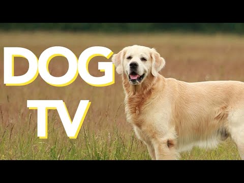 Dog TV 🐾 | Relaxing Nature & Gentle Visuals for Dogs | Enrichment & Calm