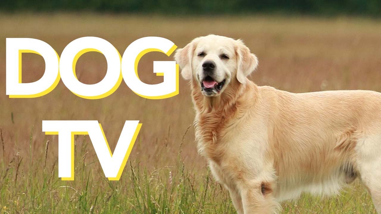Dog TV 🐾 | Relaxing Nature & Gentle Visuals for Dogs | Enrichment & Calm
